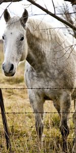 Bois,Arbre,Herbe,Clôture,Cheval,Animaux