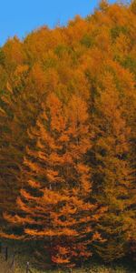 Grass,Wood,Tree,Fence,Nature,Autumn