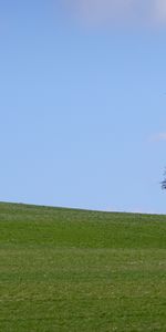 Herbe,Bois,Arbre,Domaine,Nature,Champ,Paysage