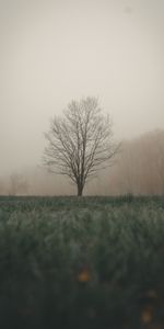 Grass,Wood,Tree,Fog,Nature,Autumn,Landscape