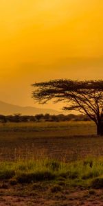 Grass,Wood,Tree,Nature,Desert