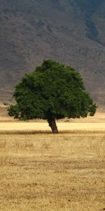 Naturaleza,Hierba,Madera,Campo,Árbol