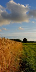 Grass,Wood,Tree,Nature,Field,Clouds,Gold