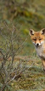 Herbe,Bois,Flâner,Arbre,Promenade,Animaux,Un Renard,Renard