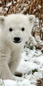 Jeune,Joey,Peur,Ours Polaire,Herbe,Ours,Ours Blanc,Neige,Animaux