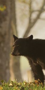 Grass,Young,Bear,Joey,Animals,Brown