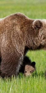 Grass,Young,Bear,Stroll,Joey,Animals