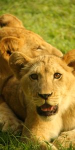 Animales,Hierba,Joven,Ternero,Cachorro De León