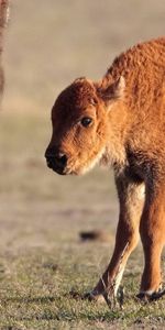 Grass,Young,Calf,Joey,Horn,Bison,Animals,Buffalo