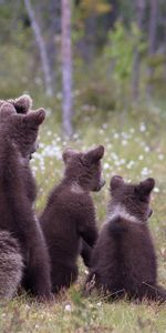 Hierba,Bears,Una Familia,Familia,Animales,Joven,Cachorros