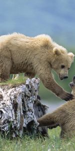 Grass,Young,Cubs,Climb,Log,Animals,Bears