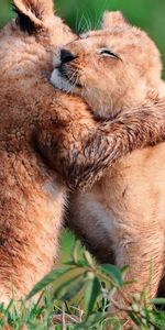 Grass,Young,Cubs,Lion Cubs,Animals,Embrace