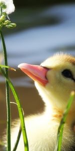 Jeune,Herbe,Branche,Joey,Caneton,Animaux