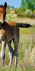 Jeune,Cheval,Herbe,Étalon,Joey,Animaux