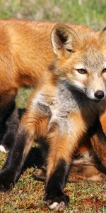 Herbe,Jeune,Paire,Animaux,Fox,Coupler,Oursons,Un Renard,Renard