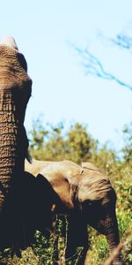 Grass,Young,Pair,Joey,Wildlife,Animals,Elephants,Couple