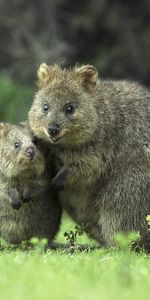 Herbe,Jeune,Flâner,Soin,Se Soucier,Kwokka,Animaux,Paire,Promenade,Joey,Quokka,Coupler