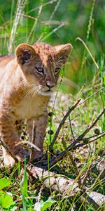 Grass,Young,Predator,Opinion,Sight,Joey,Animals,Lion