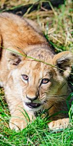 Herbe,Jeune,Vue,Animaux,Opinion,Joey,Drôle,Un Lion,Lion