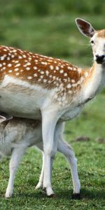 À Pois,Boutonneux,Animaux,Herbe,Jeune,Faon,Joey