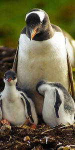 Grass,Young,Stroll,Cubs,Animals,Penguin