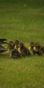 Grass,Young,Stroll,Duck,Cubs,Ducklings,Animals,Family,Care