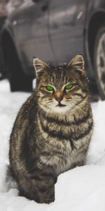 Animales,Nieve,Gato,Ojos Verdes