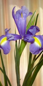 Greens,Curtain,Irises,Flowers