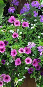 Greens,Fencing,Pots,Plant Pot,Petunia,Verbena,Flowers,Enclosure