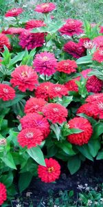 Greens,Flowerbed,Flower Bed,Cincinnati,Bright,Flowers,Zinnias