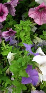 Greens,Flowerbed,Flower Bed,Petunia,Flowers,Multicolored,Colorful