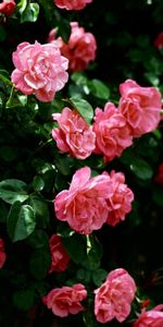 Roses,Verduras,Flores,Pared