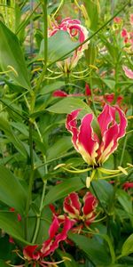 Légumes Verts,Gloriosa,Glorioza |,Verdure,Fleurs,Jardin