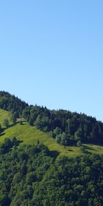 Árboles,Verduras,Cerro,Loma,Naturaleza