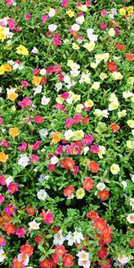 Greens,Lot,Purslane,Flowers,Multicolored,Sunny