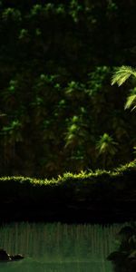 Greens,Moss,From Below,Fern,Darkness,Dark