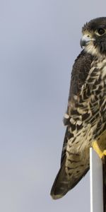 Grey Background,Animals,Bird,Opinion,Sight,Profile,Peregrine Falcon,Gray Background