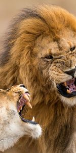 Lion,Animaux,Lionne,Agression,Sourire,Un Lion