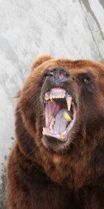 Grin,Bear,Anger,Animals,Aggression