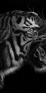 Grin,Bw,Art,Predator,Chb,Tiger