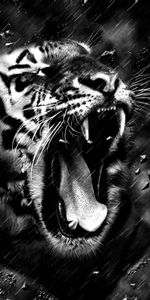 Grin,Bw,Fangs,Animals,Tiger,Predator,Chb