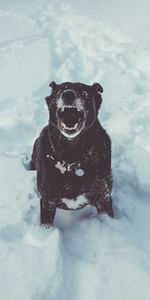 Grin,Dog,Animals,Snow