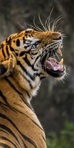 Depredador,Colmillos,Animales,Sonrisa,Tigre