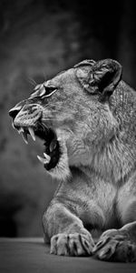 Grin,Lioness,Bw,Animals,Predator,Big Cat,Chb,Lion