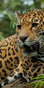 Jaguar,Gato Grande,Sonrisa,Depredador,Bozal,Animales