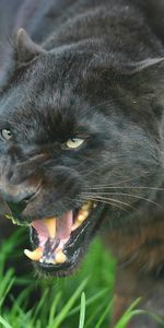 Grin,Muzzle,Predator,Animals,Aggression,Big Cat,Panther