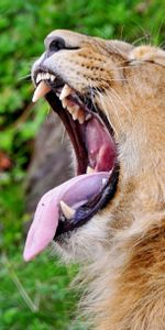 Grin,Muzzle,Predator,Protruding Tongue,Tongue Stuck Out,Profile,Scream,Cry,Animals,Aggression,Lion