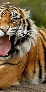 Grin,Muzzle,Tiger,Anger,Animals