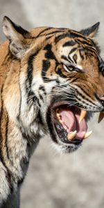 Grin,Muzzle,Tiger,Animals,Aggression