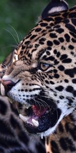 Animales,Jaguar,Depredador,Gato Montés,Bestia,Sonrisa,Gato Salvaje